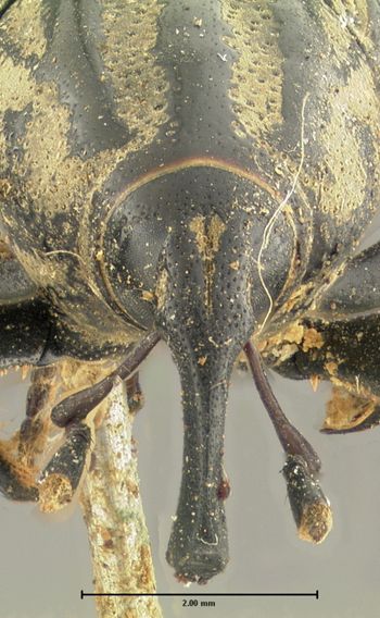 Media type: image;   Entomology 1039 Aspect: head frontal view